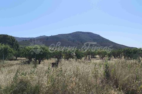 Landejendom i Caudete, Albacete, Caudete - € 165.000 | Ref: SF0576 - foto 30